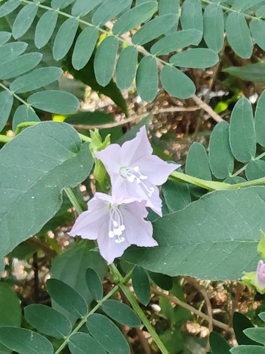 Jacquemontia paniculata observed 2026-10-13