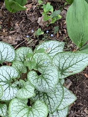 Brunnera