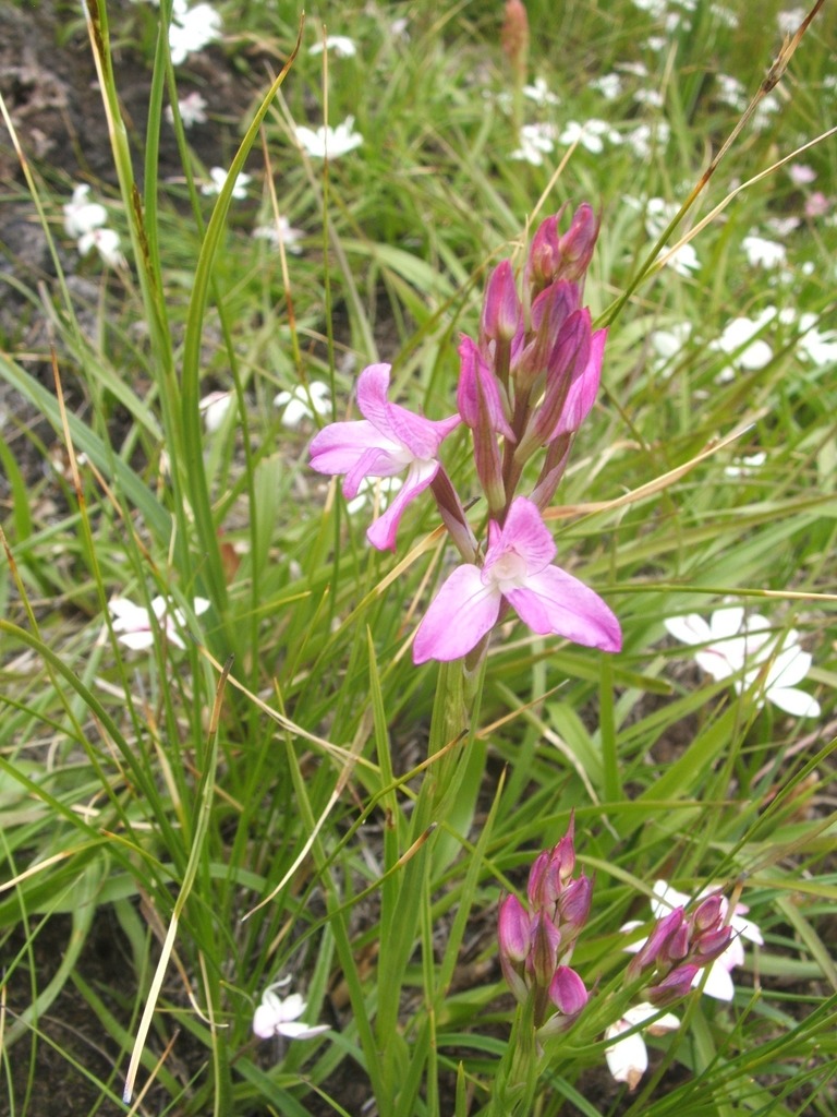 Drakensberg Disa