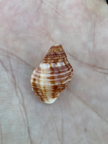 Cantharus observed 2026-10-12