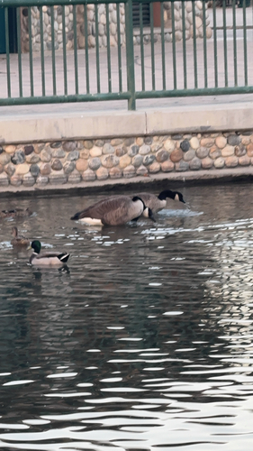 Canada Goose