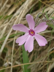 Phlox subulata