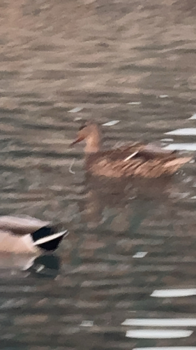 Mallard