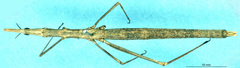 Anchotatus griseus