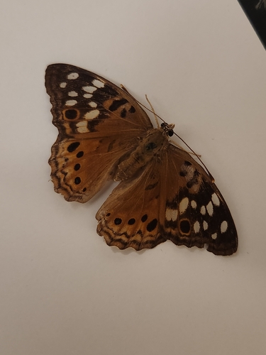 Hackberry Emperor