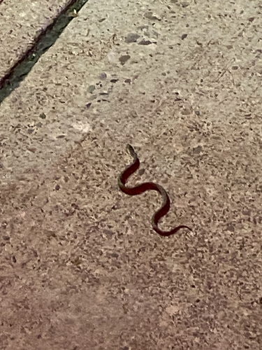 DeKay's Brownsnake