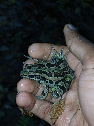 Pickerel Frog