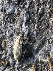 Carabus monilis