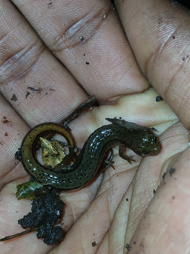 Northern Two-lined Salamander