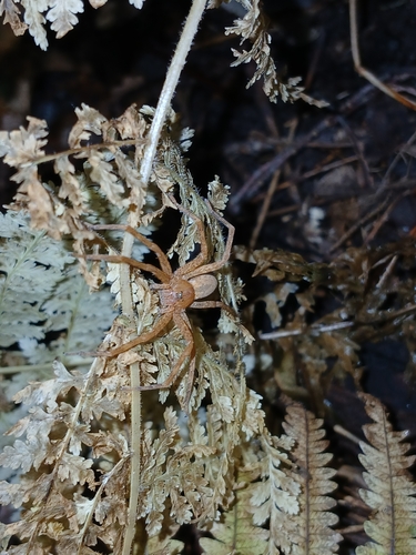 American Nursery Web Spider