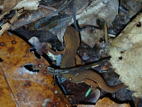 Eastern Newt