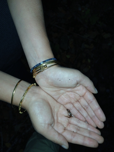 Northern Dusky Salamander