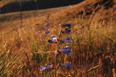 Penstemon acuminatus