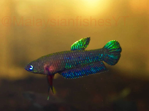 Black Dwarf Betta