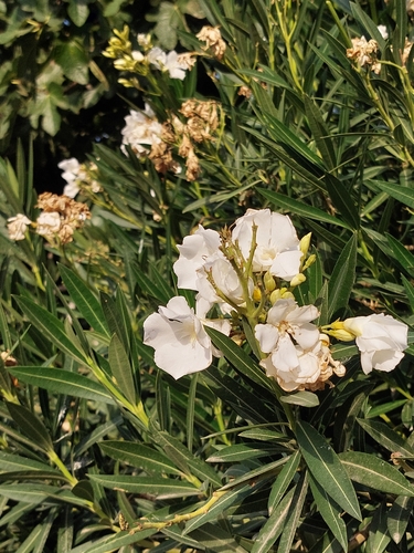 oleander