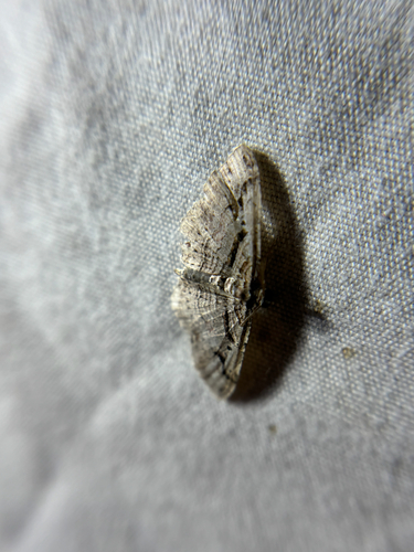 Bent-lined Carpet