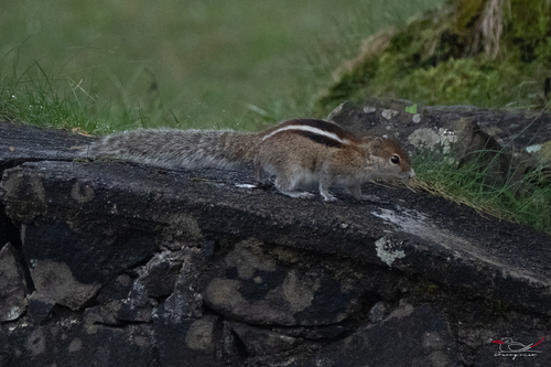 Three-striped Palm Squirrel