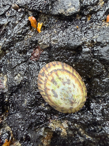 Lottia scutum observed 2026-10-12