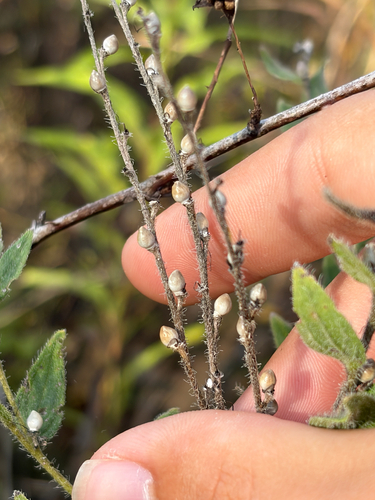 Lithospermum parviflorum, 2026-10-12