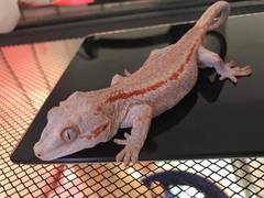 Rhacodactylus auriculatus