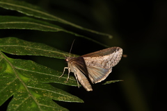 Lophoptera