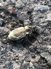 Carabus monilis