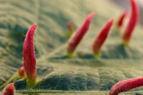 Liepinė gyslinė erkė nuotrauka