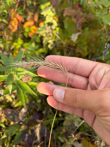 Elymus villosus, 2026-10-12