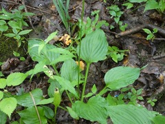 Hosta ventricosa