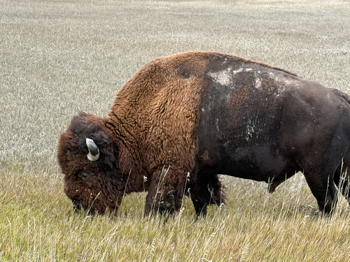 Bison photographed at Sage Creek Rim Rd, Wall, SD, US
