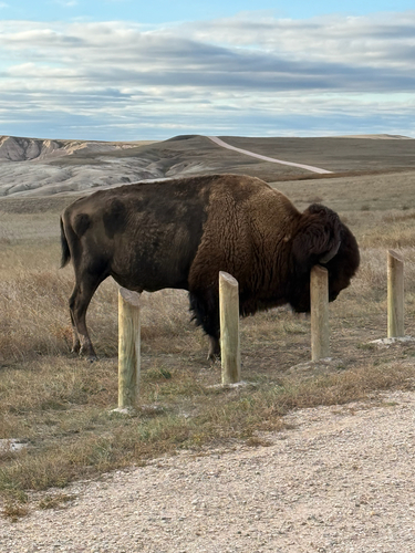 Bison photographed at Sage Creek Rim Rd, Wall, SD, US