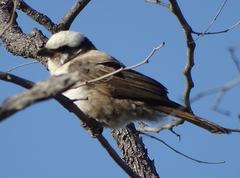 Eurocephalus anguitimens