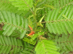 Vachellia hindsii