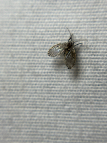 Bathroom Moth Fly