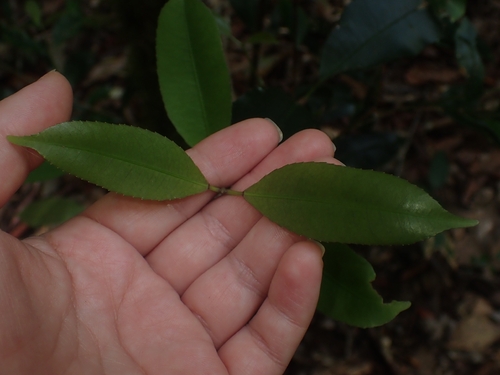 Ceratopetalum apetalum observed 2026-10-11