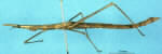 Anchotatus griseus