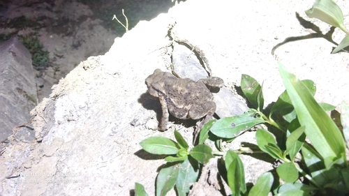 Asiatic Toad