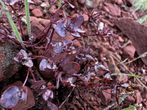 Euphorbia fendleri, 2026-10-11