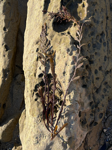 Halidrys dioica, 2026-09-28