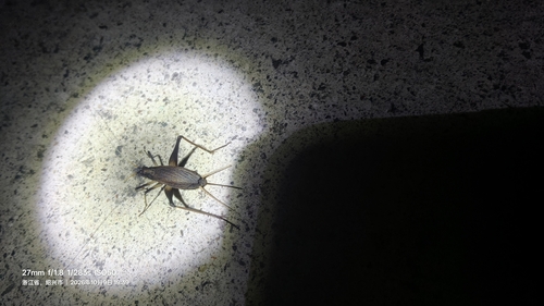 Asian Bell Cricket