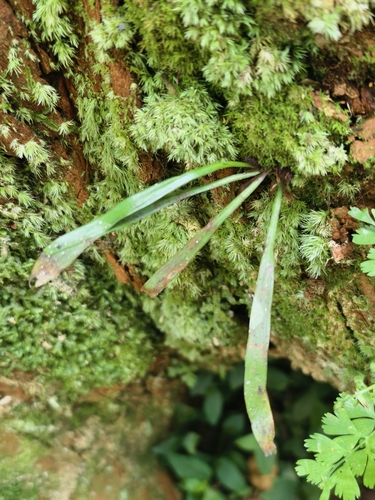Haplopteris elongata observed 2026-10-13