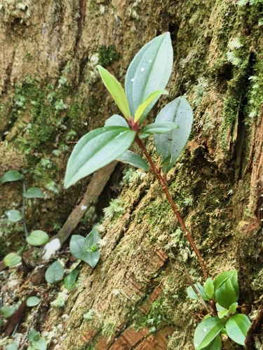 Medinilla observed 2026-10-13