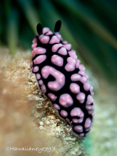 Phyllidia pustulosa observed 2026-10-12