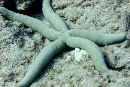 Linckia guildingi observed 2026-10-12