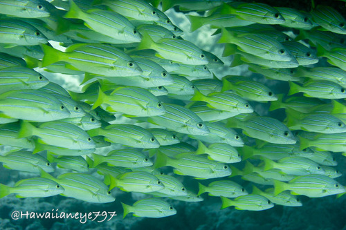 Lutjanus kasmira observed 2026-10-12