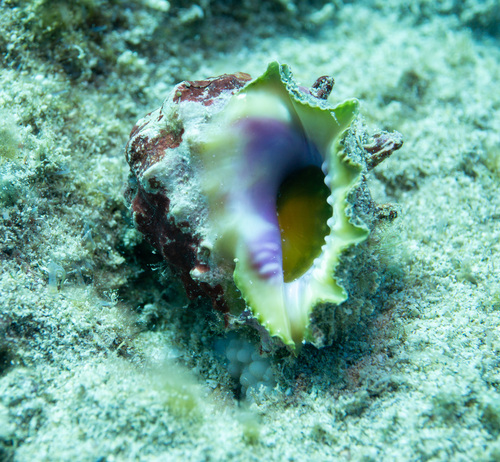 Drupa rubusidaeus observed 2026-10-12