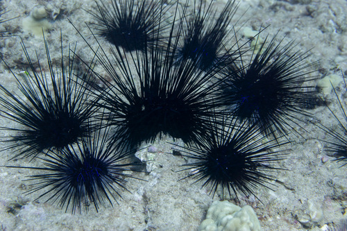 Diadema savignyi, 2026-10-12