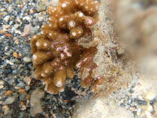Montipora observed 2026-10-10