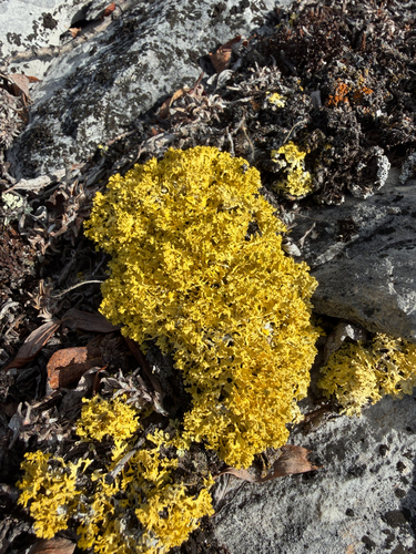 Vulpicida juniperinus, 2026-10-12