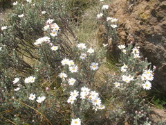 Eumorphia sericea